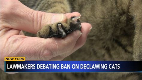 New York Could Become First State To Ban Cat Declawing 6abc Philadelphia