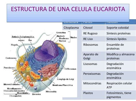 Celula Eucariota Sus Partes Y Funciones Pdf