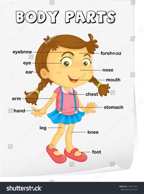 The part of your face above your eyes and below your hair. Vocabulary Worksheet Parts Body Stock Vector 104517467 ...