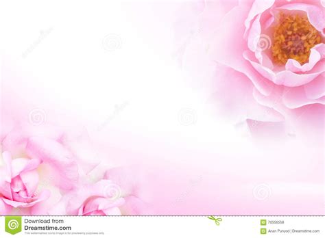 Sweet Pink Rose Soft Light Style For Background Stock