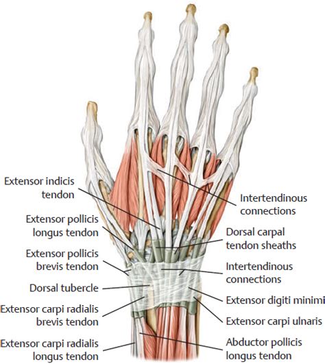 Finger Extensor Tendon Anatomy