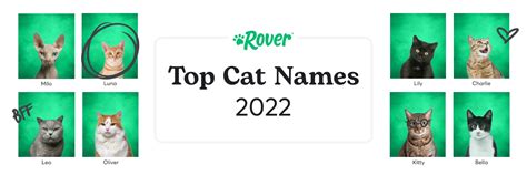The 100 Most Popular Cat Names Of All Time Rover Com