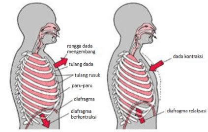 Pernapasan dada dan pernapasan perut dibedakan oleh jenis otot yang bergerak. Jelaskan Perbedaan Pernapasan Dada dan Pernapasan Perut - MASTAH