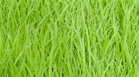 3840x2400 Resolution Rice Fields Green Grass Uhd 4k 3840x2400