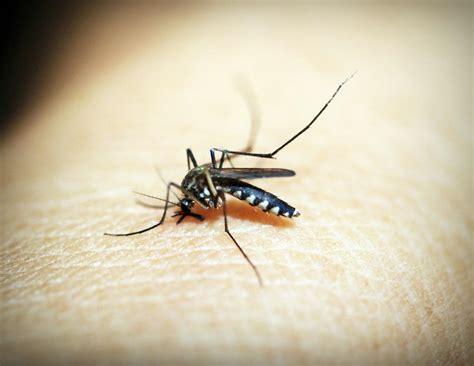 Black Mosquito On Persons Skin · Free Stock Photo