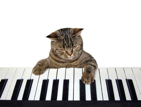 740 Piano Playing Cat Stock Photos Pictures And Royalty Free Images