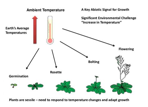 1 Ambient Temperature Is A Key Abiotic Signal That Controls Plant