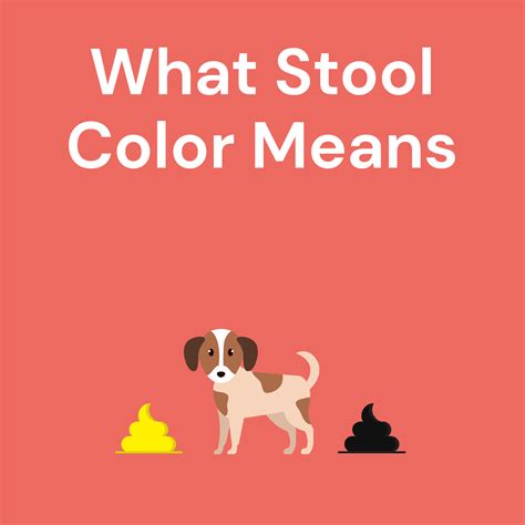What Stool Color Means From Yellow Dog Poop To Black Dog Poop Dig Labs