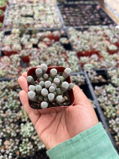 Baby Toes Succulent Fenestraria Rhopalophylla Live Plant Etsy