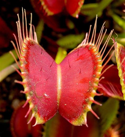 How To Grow Venus Fly Trap A Complete Guide For It