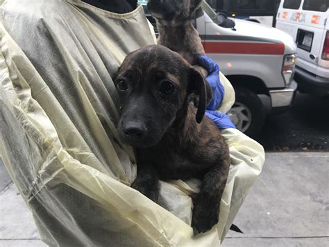 Dogs Displaced By Hurricane Maria Seeking New Homes In The City The