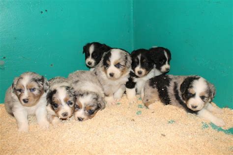Australian Shepherd Puppies For Sale Duvall Wa 114043