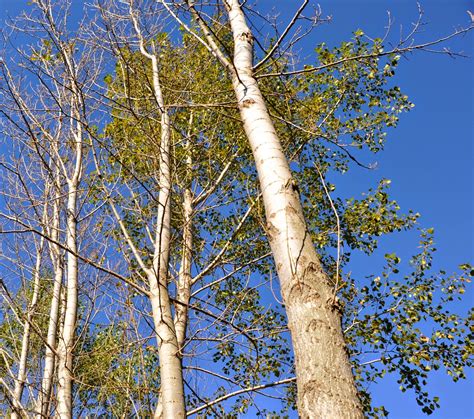 Benefits Of White Poplar Populus Alba For Health Tips Curing Disease