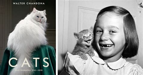 Book Chronicles Hundreds Of Walter Chandohas Purrfect Cat Photos