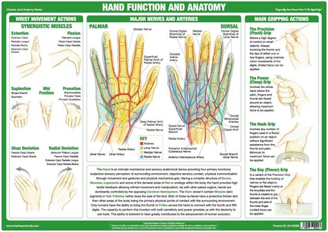 Hand Function And Anatomy Poster