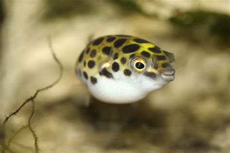 Freshwater Pufferfish Care Guide Habitat Species Feeding And Others