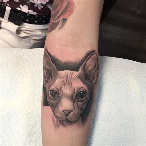 Did This Little Sphynx Cat For Samthaluna Thanks For Looking Sphynx