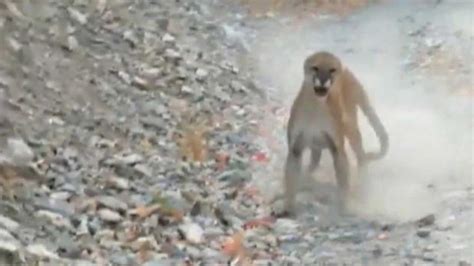 Cougar Follows Lunges At Utah Hiker In Terrifying Minute Video