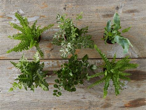 10 Real Indoor Plants You Can Buy Online Hgtv