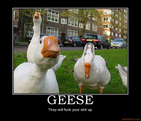 Inspirational Quotes About Geese Quotesgram