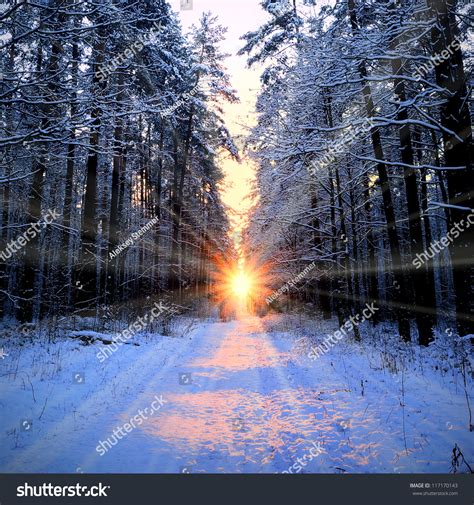 Sun Rays In Winter Forest Stock Photo 117170143 Shutterstock