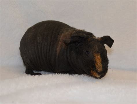 Pin On Skinny And Werewolf Guinea Pigs