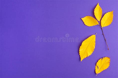 Flat Lay Of Yellow Autumn Leaves Changing Their Position On Purple
