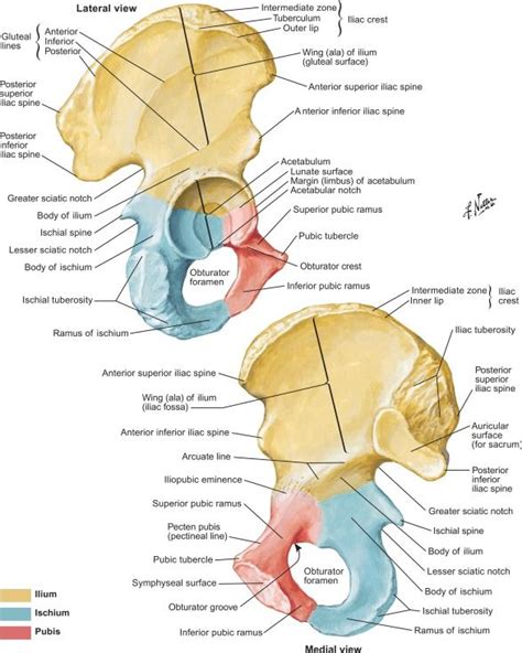 Pin By Parsaamiri On Orogenital In 2020 Anatomy Human Anatomy