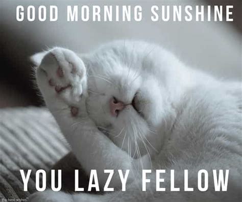 Share the best gifs now >>>. Cute Good Morning Sunshine Meme  Best Collection  in 2020 | Good morning sunshine, Funny dog ...