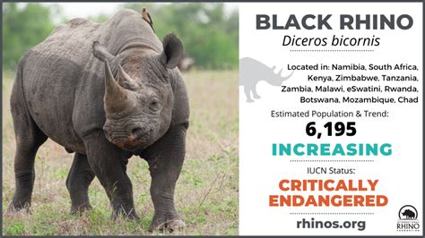 State Of The Rhino International Rhino Foundation