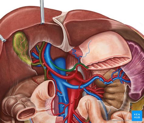 Portosystemic Anastomosis Anatomy Clinical Significance Kenhub