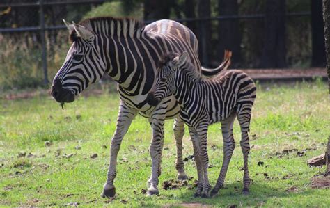 Taronga Western Plains Zoo Welcomes New Zebra Foal The