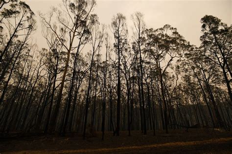 australia launches national inquiry into bushfires
