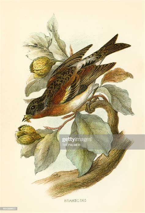 Brambling Engraving 1896 High Res Vector Graphic Getty Images