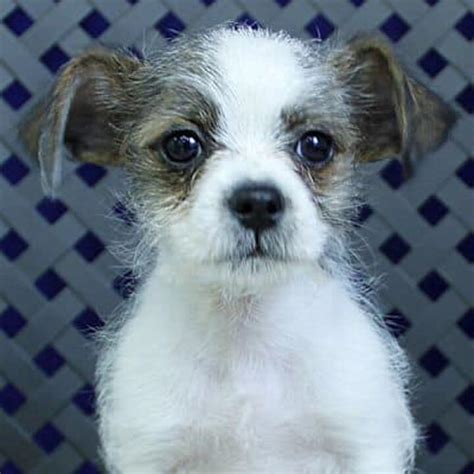 Chihuahua Shih Tzu Mix Dogs 2022 I 13 Things Prospective Owners Need