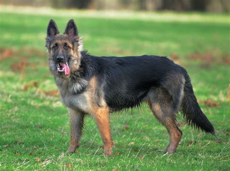 Old German Shepherd Dog Raza De Perros Dog Breeds Pinterest