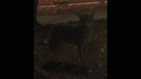 Stoneham Police Warn Of Aggressive Coyote That Has Attacked At Least 3
