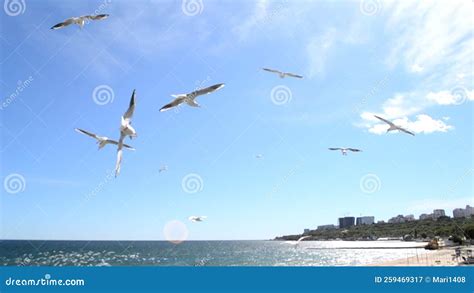 Soaring Seagulls In The Sky White Sea Gulls Flying In Blue Sky On