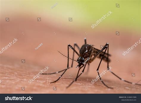 Aedes Aegypti Mosquito Close Mosquito Sucking Stock Photo 2148417489