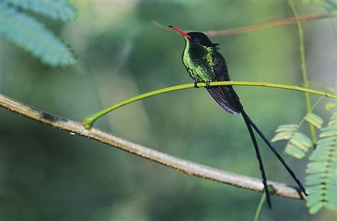 28 Species Of Birds Unique To Jamaica Worldatlas