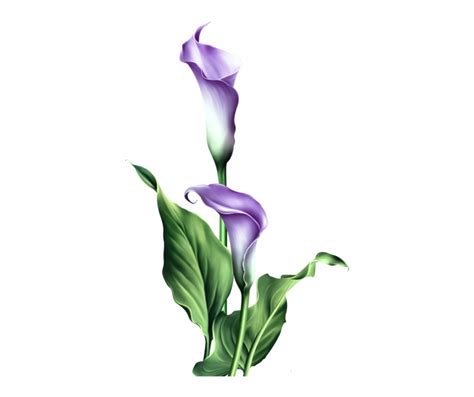 Stem Drawing Lily Flower Watercolor Calla Lily Transparent Png