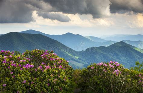 Blue Ridge Appalachian Mountains Spring Flowers Stock Photo Image Of