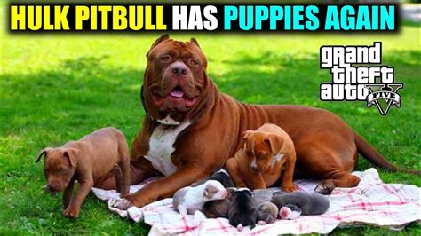 Gta 5 Hulk Pitbull Dog Has New Born Puppies Again 🔥 Gta 5 Dog Mods