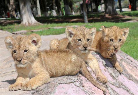 Nacen Tres Crías De León En El Zoológico De La Encantada Pulso Del