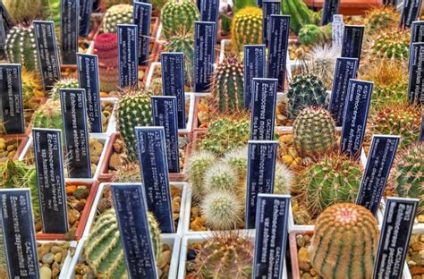Variety Of Cactus Plants In Pots And Labels With Their Names Stock