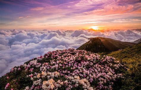 Wallpaper The Sky The Sun Clouds Landscape Flowers Mountains