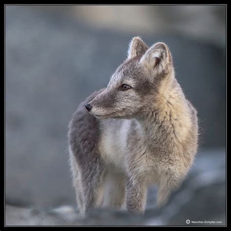 Bildevisning Fjellrev Arctic Fox