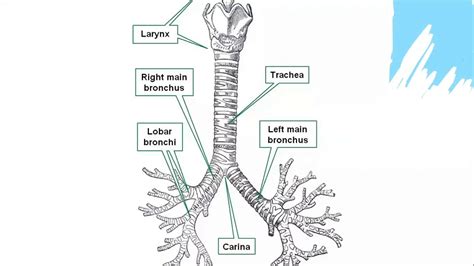 Gross Anatomy Thorax Tracheobronchial Tree And Lungs 01 Youtube