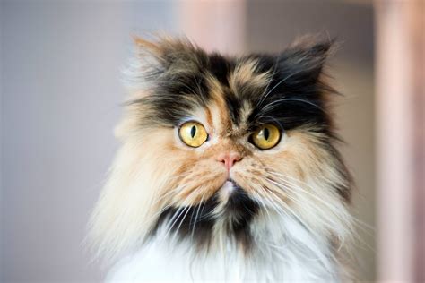 12 Most Popular Cat Breeds