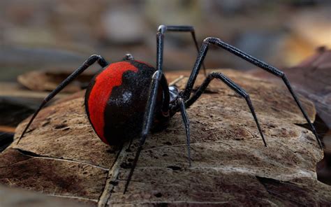 Top 10 Most Dangerous Spiders In The World Ultimate Topics